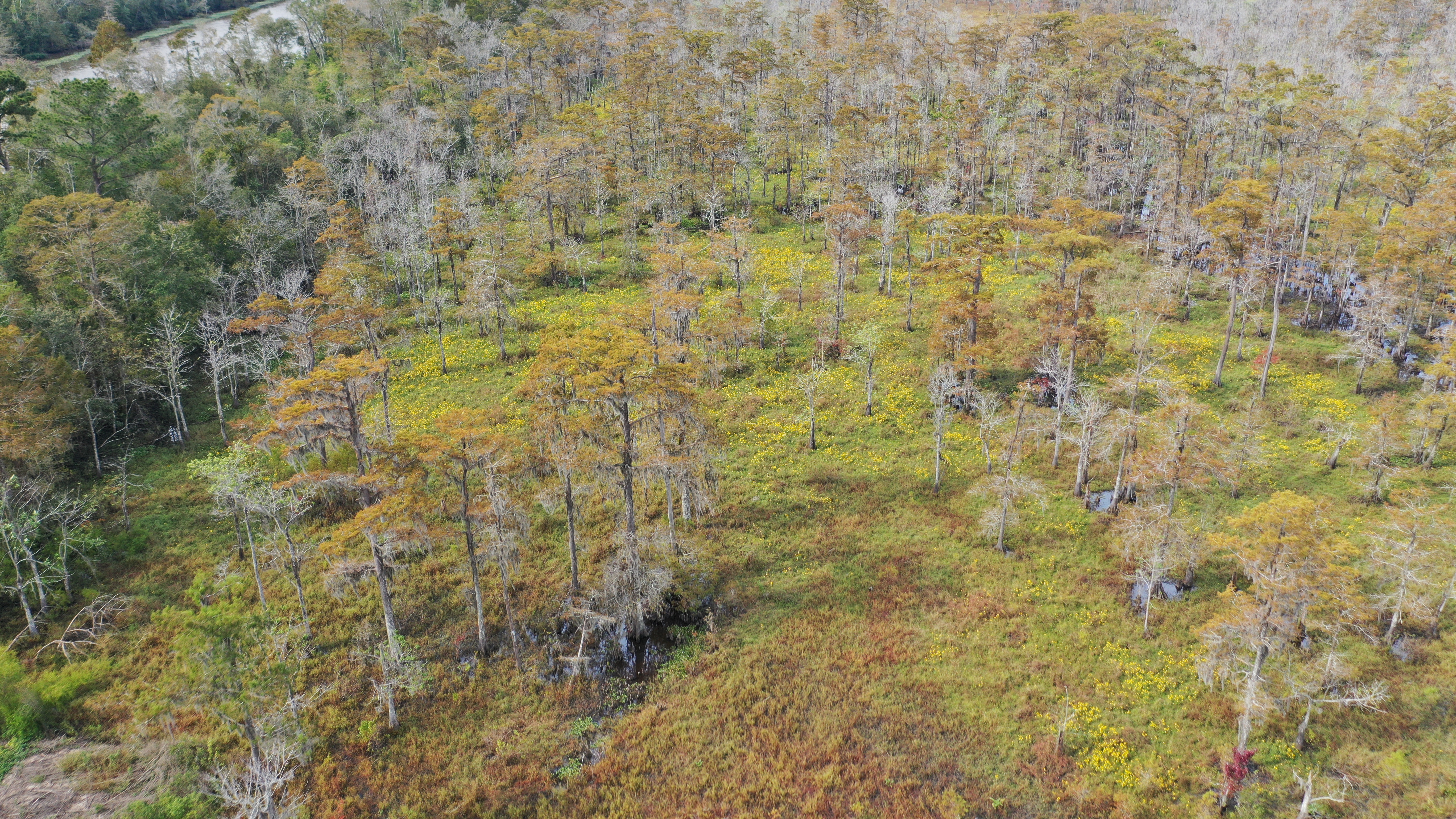 Maurepas Swamp